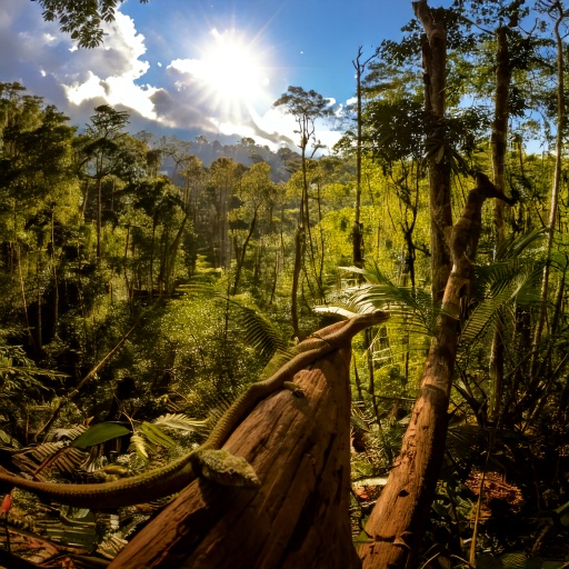 Geckos in Madagaskar – Artenvielfalt auf der Insel