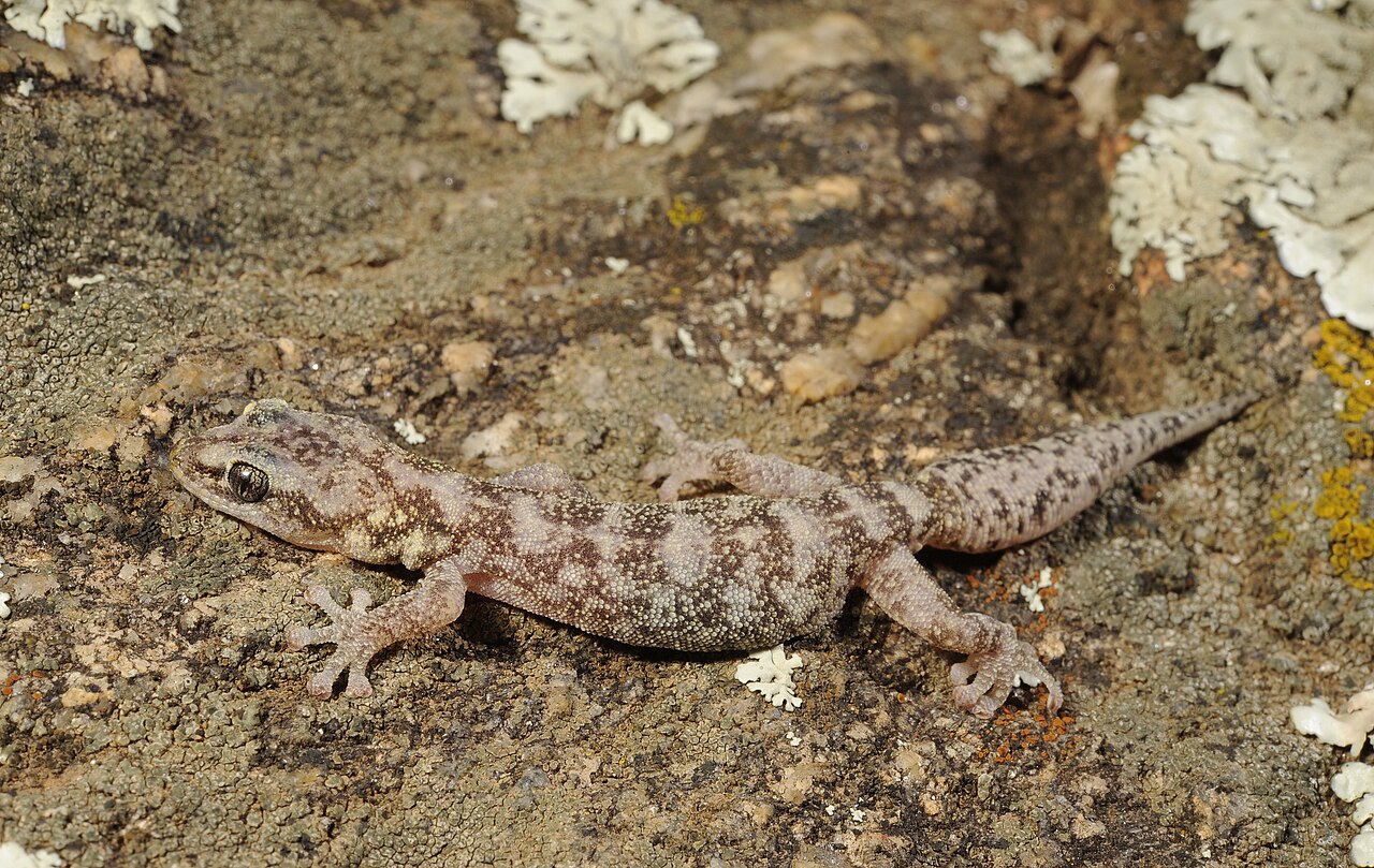 Blattfingergecko (Uroplatus fimbriatus)