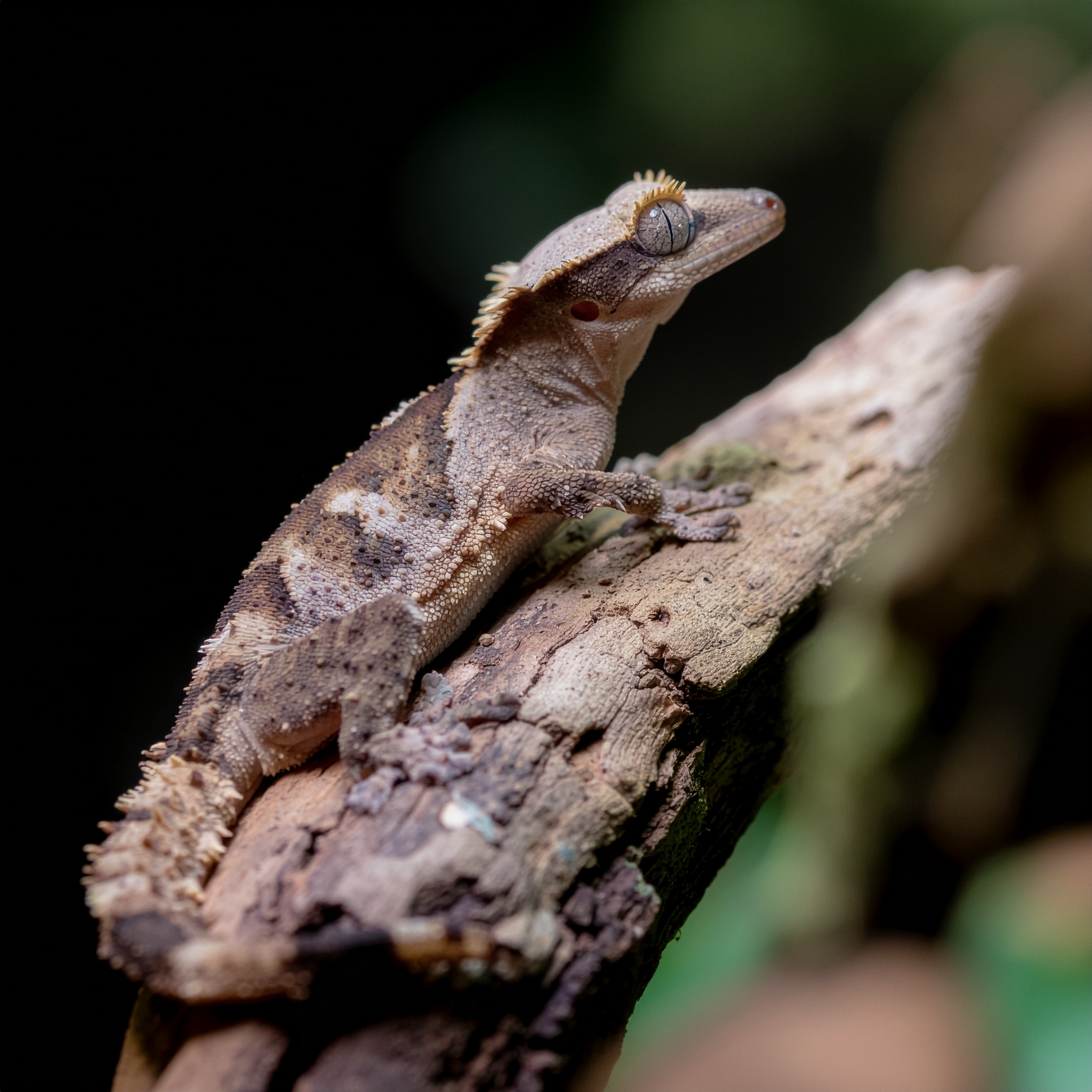 Blattfingergecko - Bild 1
