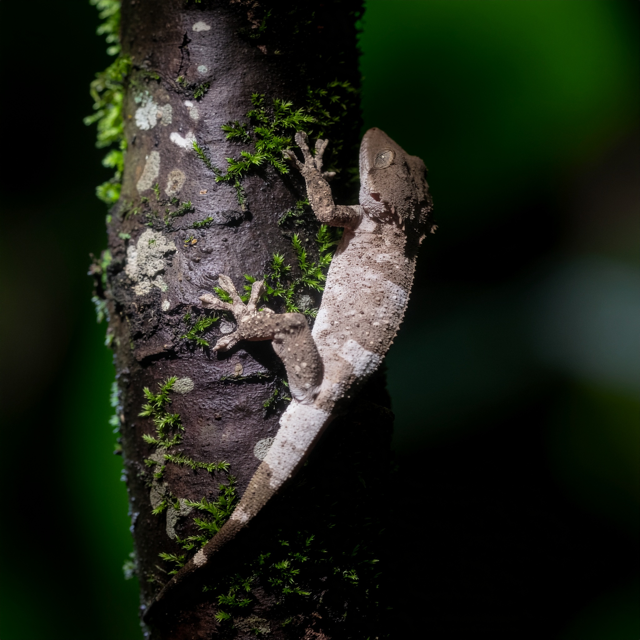 Blattfingergecko - Bild 2