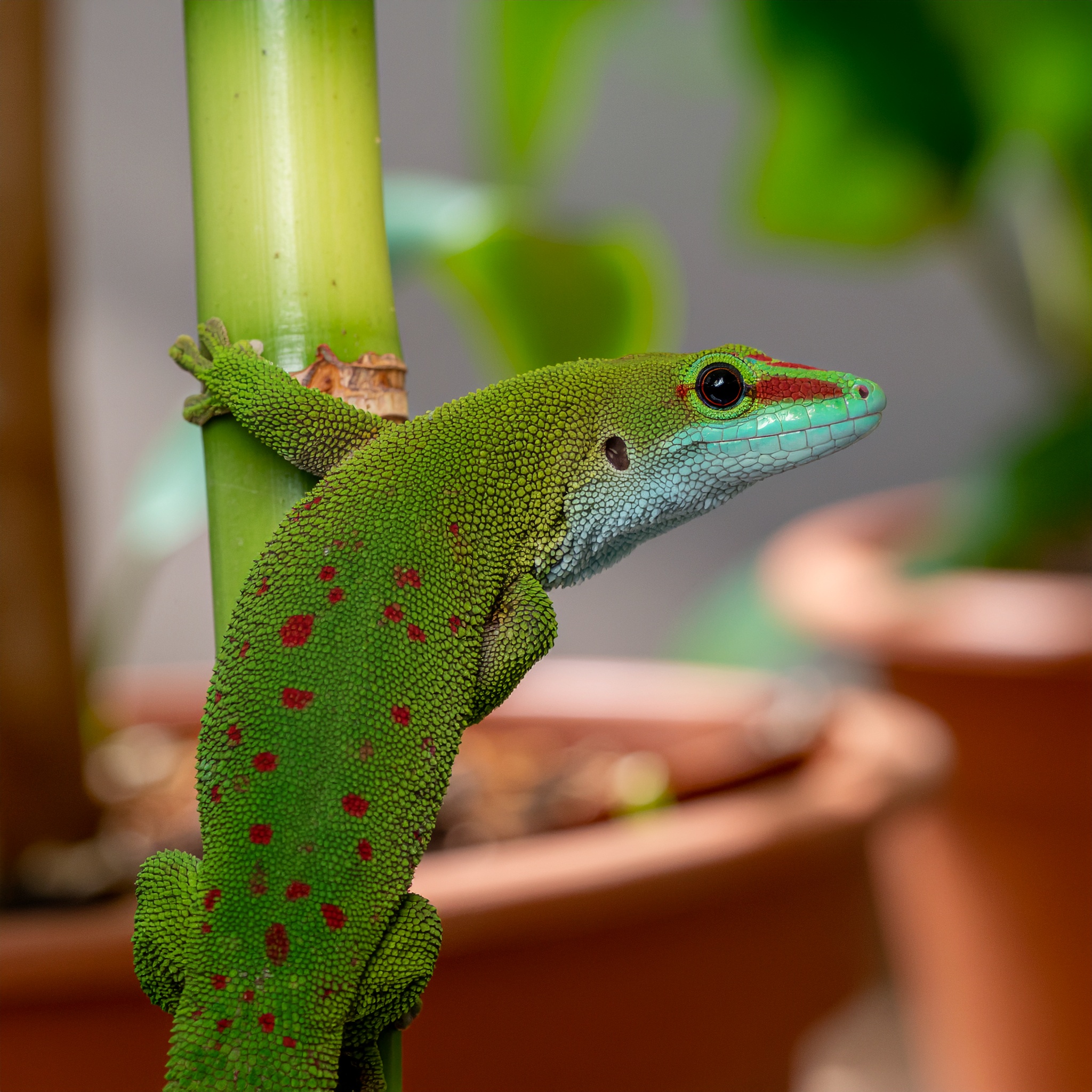 Goldstaub-Taggecko - Bild 1