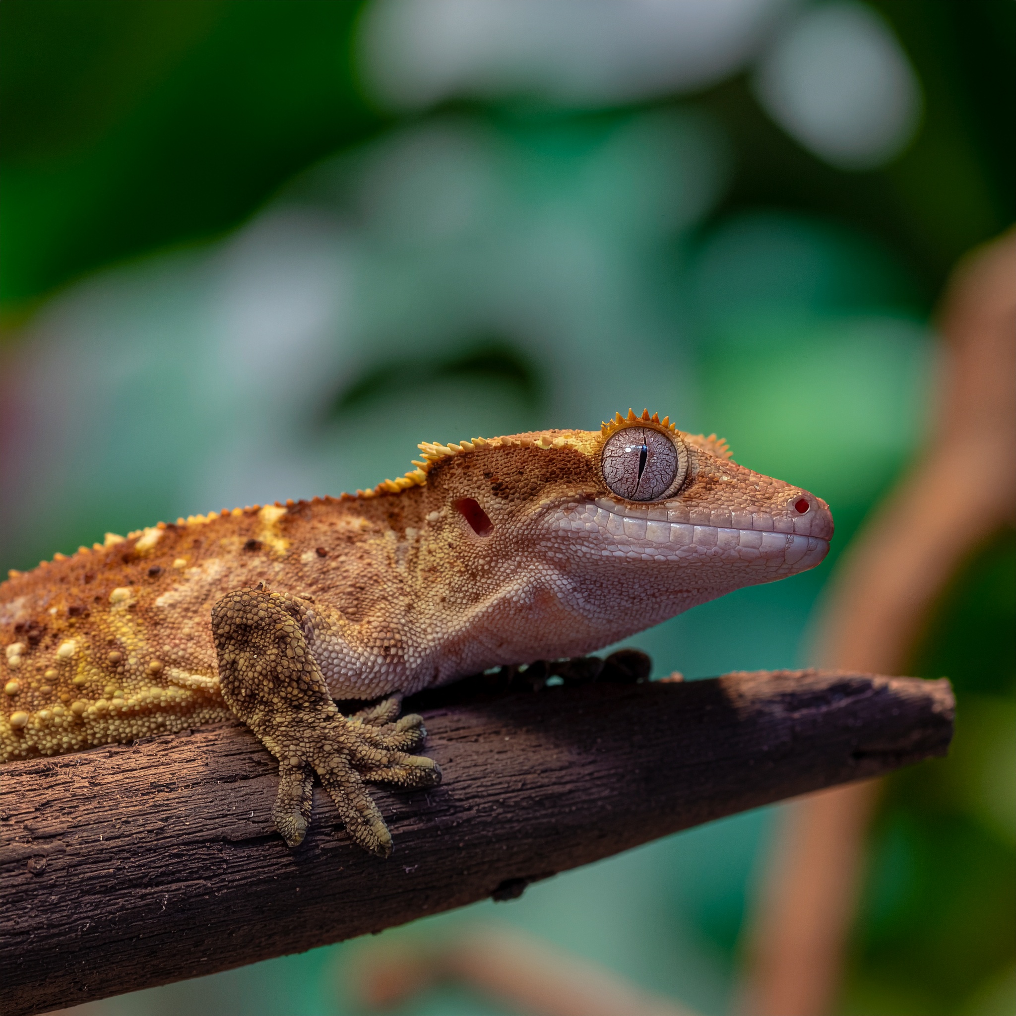 Haubengeier-Gecko - Bild 2