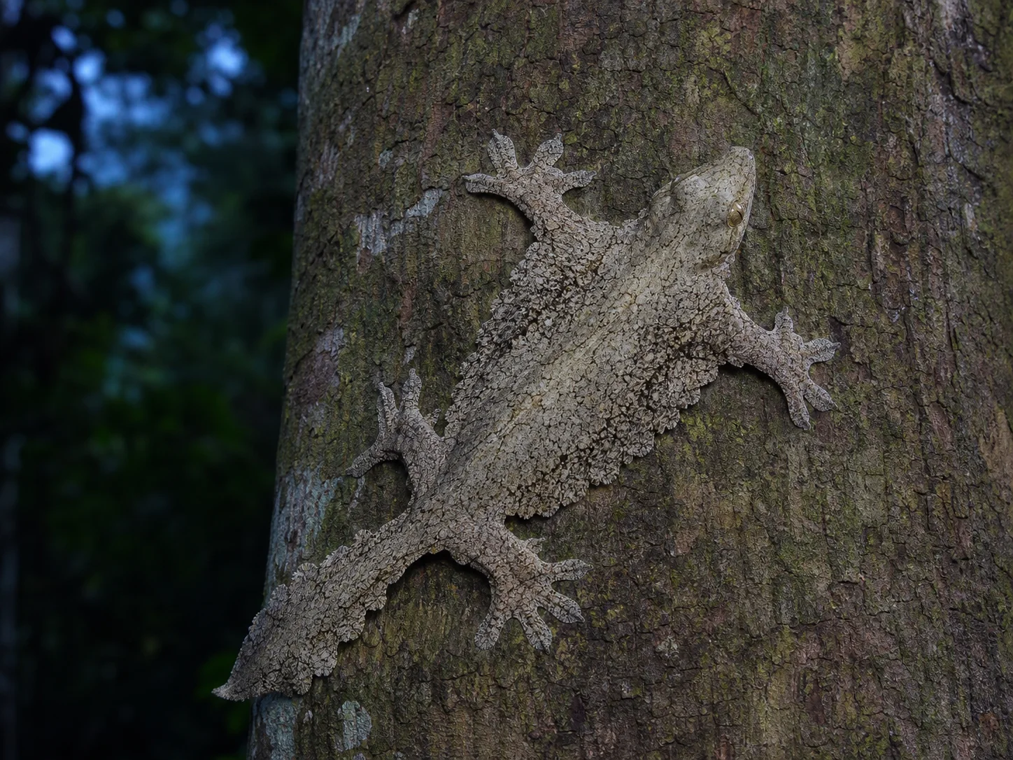 Kuhl's Fliegender Gecko (Gekko kuhli)