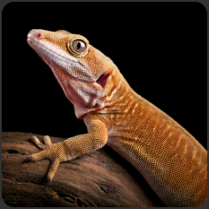 Neukaledonischer Riesengecko - Bild 1