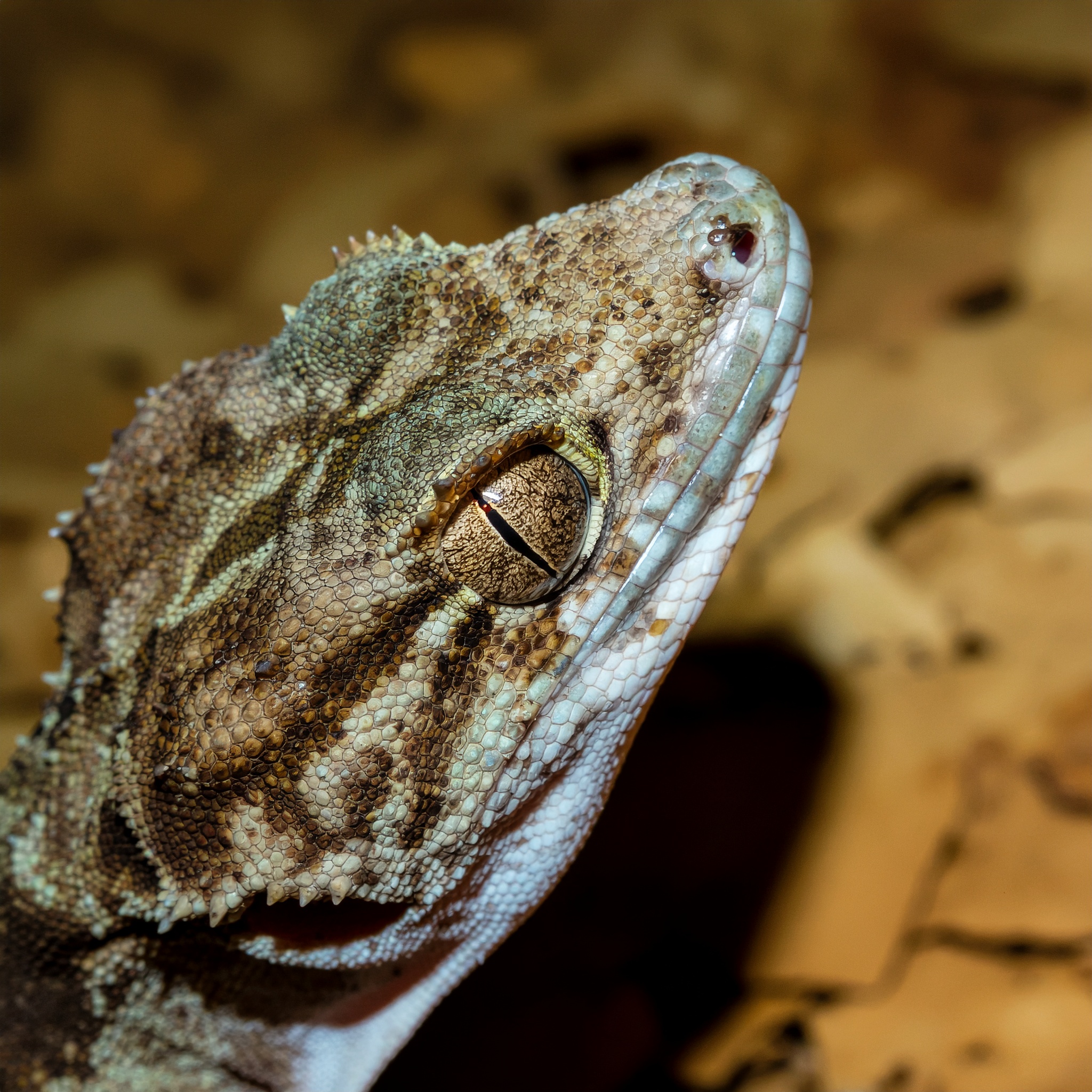 Neukaledonischer Riesengecko - Bild 2