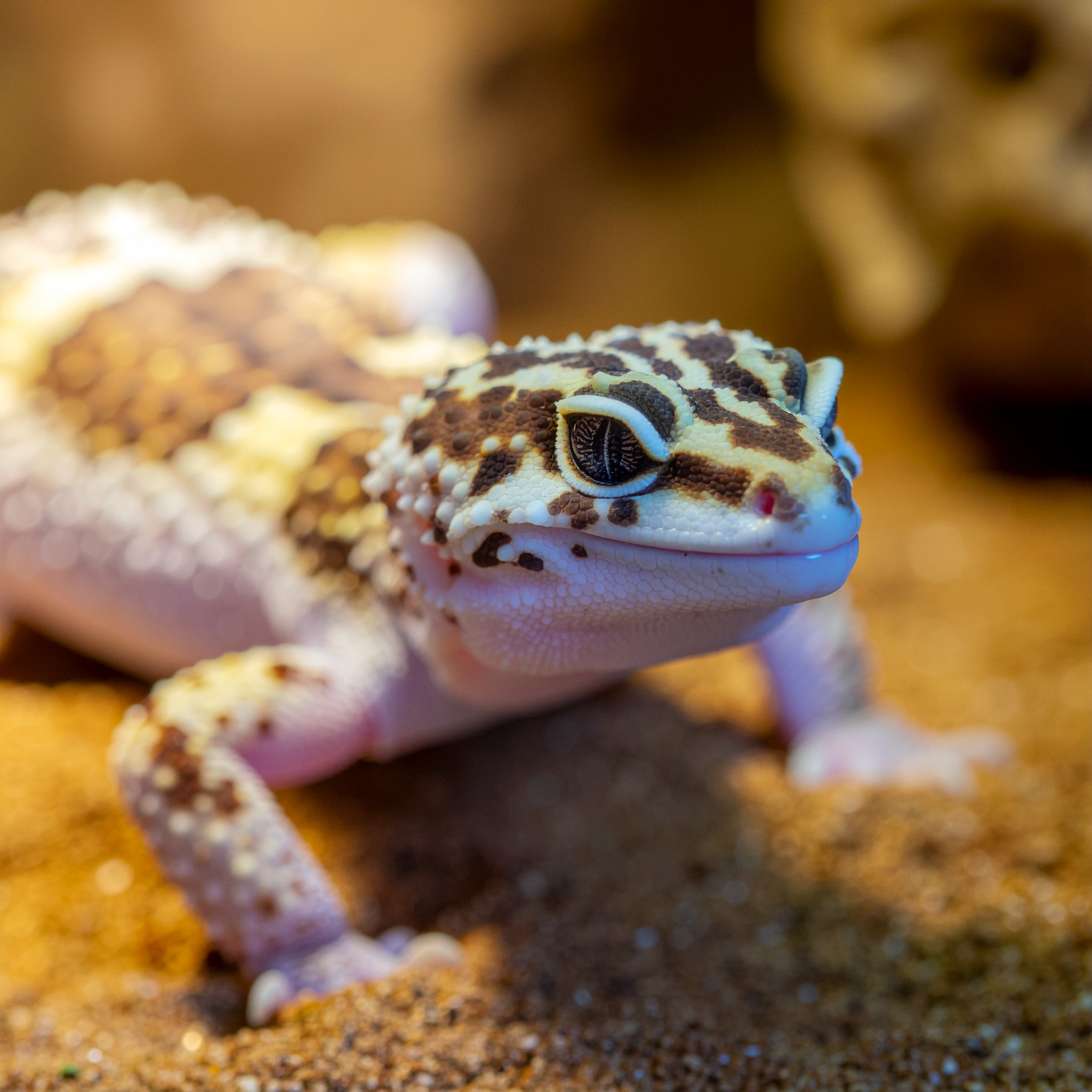 Panthergecko - Bild 1