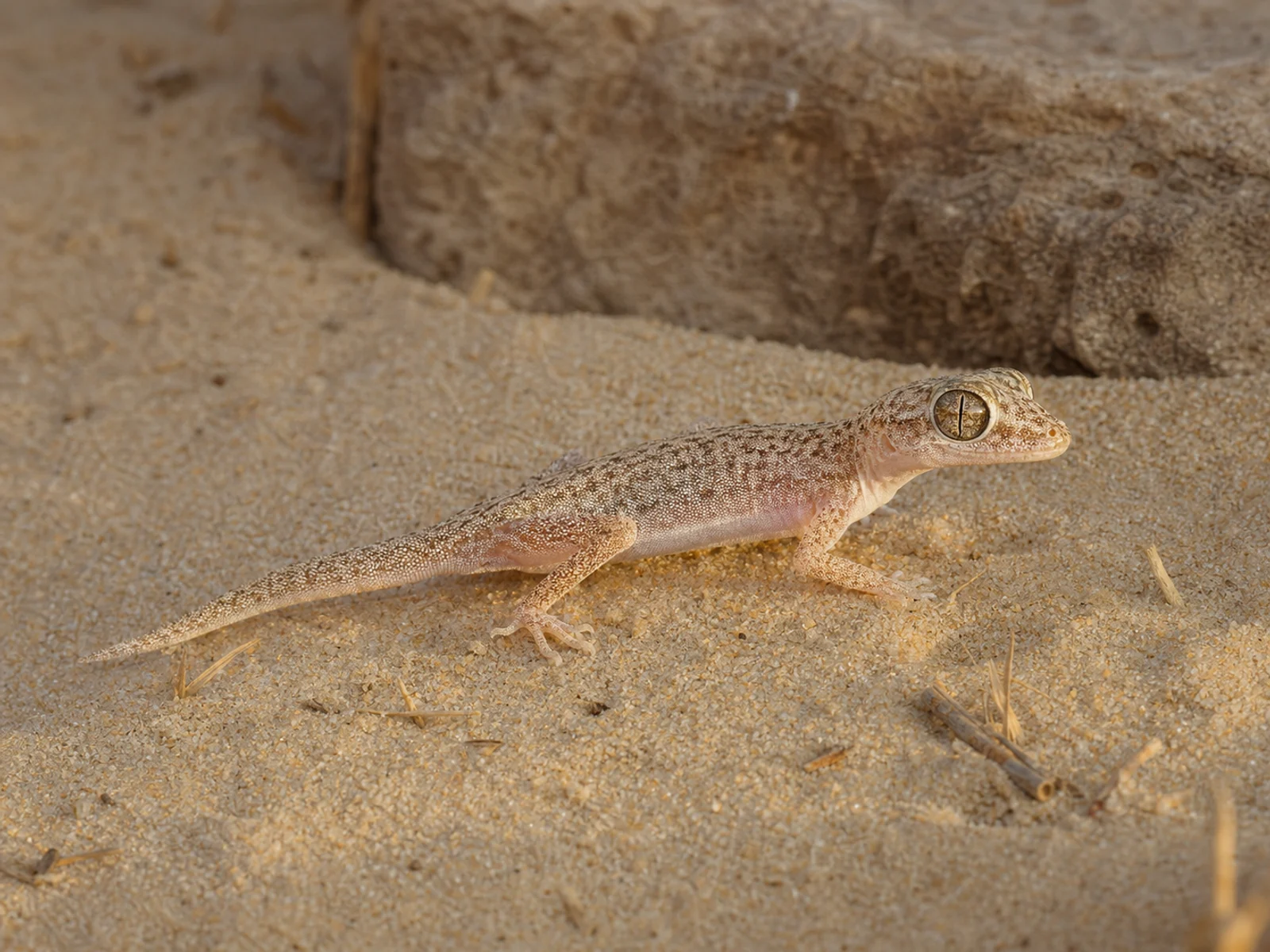 Wüstengecko