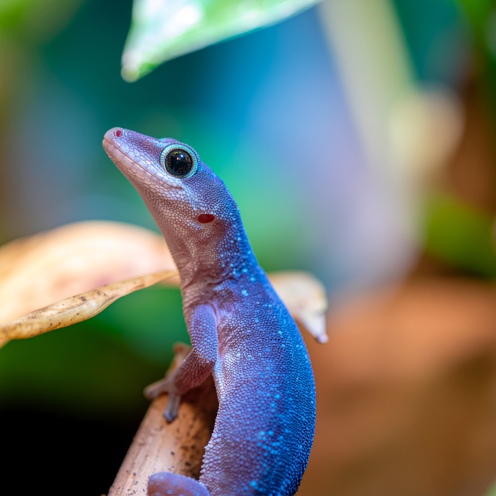 Zwergtaggecko - Bild 1