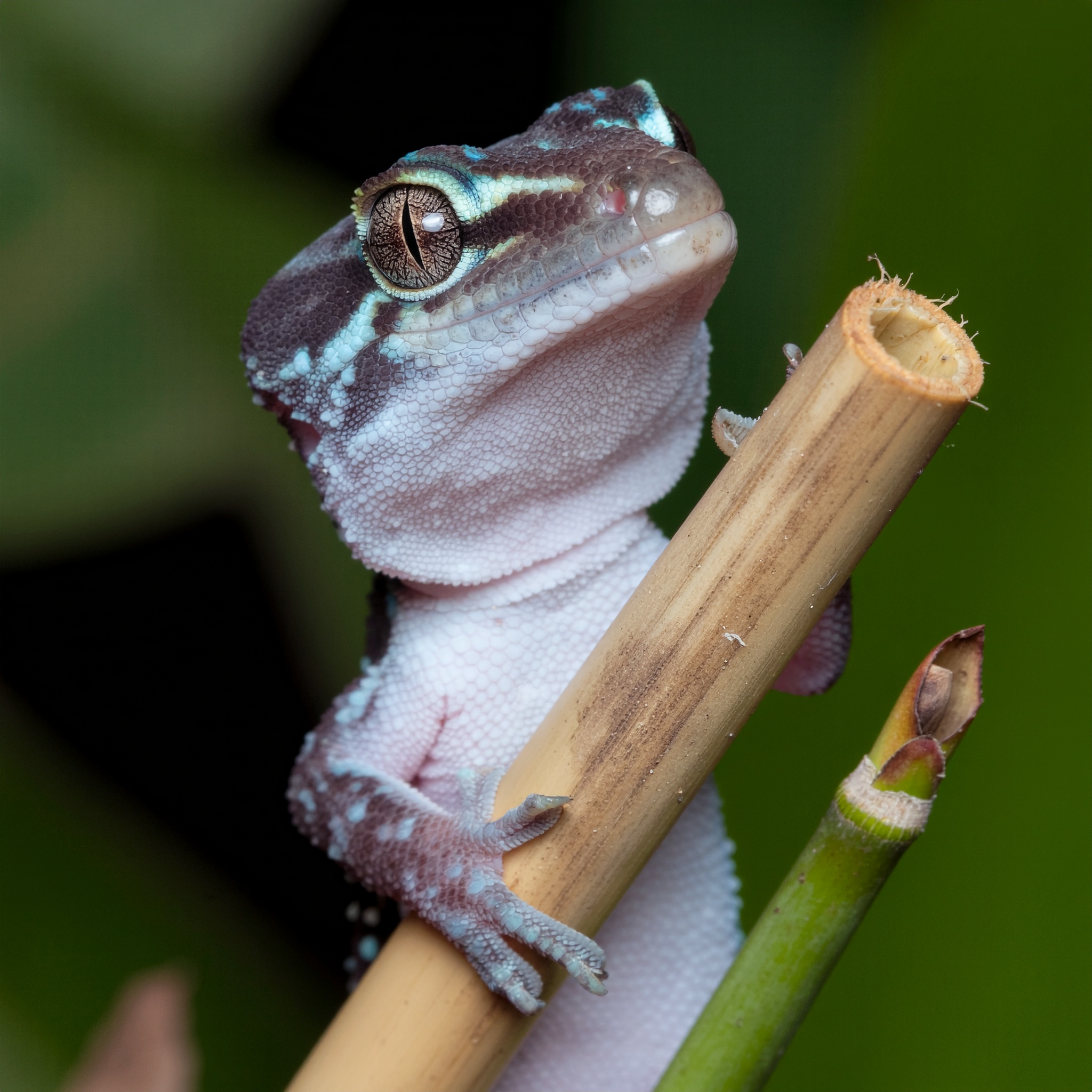 Zwergtaggecko - Bild 2